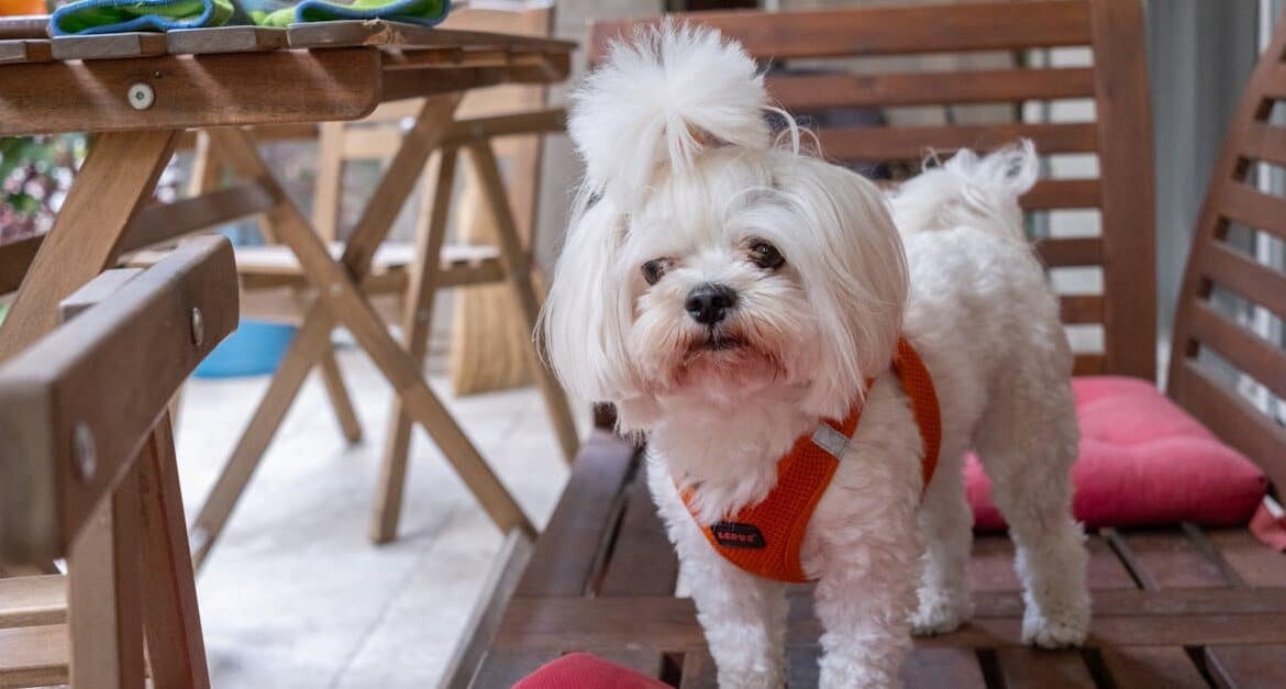 Dog friendly patio furniture florida