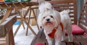 Dog friendly patio furniture florida