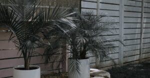 Plant based patio decor outdoor florida